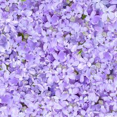 purple flowers that are blooming all over the place