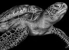 a drawing of a turtle on a black background