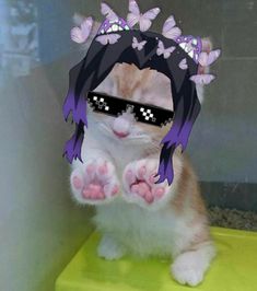 a cat wearing sunglasses and a hat with purple butterflies on it's head sitting on a green surface