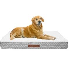 a large dog laying on top of a blue and white mattress with a brown leather tag