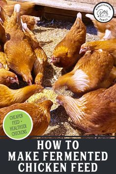 how to make fermented chicken feed for chickens in the winter and fall