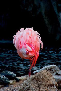 a pink flamingo is standing on some rocks