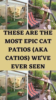 there are the most epic cat patios aka cats we've ever seen cover art