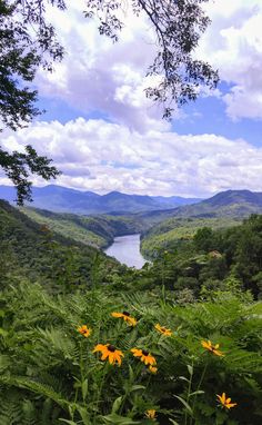 some yellow flowers are in the grass near water and mountains on a sunny day with blue skies