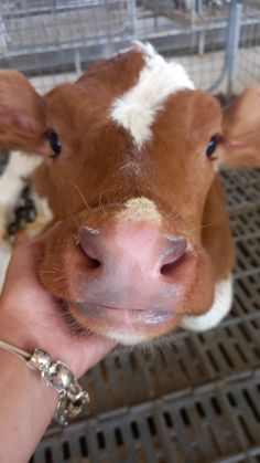 a brown and white cow in a cage being held by a person's hand