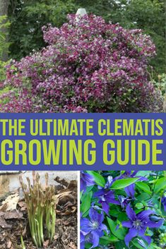 the ultimate guide to growing clematis