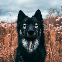 a black and white dog sitting in the middle of a field with tall brown grass