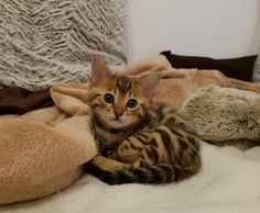 a small kitten laying on top of a bed next to a teddy bear and blanket