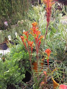 an assortment of plants and flowers in pots