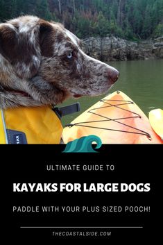 the ultimate guide to kayaks for large dogs