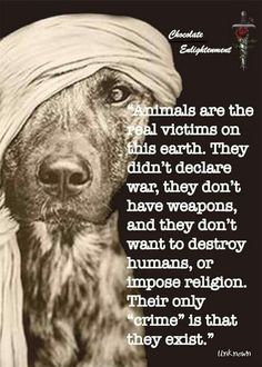 a dog with a bandana on it's head and the words animals are the real victims