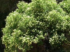 a tree with white flowers in the middle of it