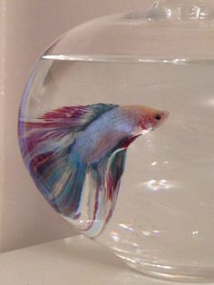 a fish that is inside of a bowl on a table next to some water and a white wall