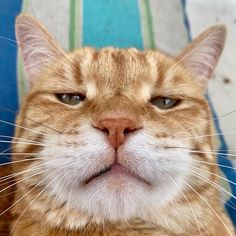 an orange and white cat with its eyes wide open