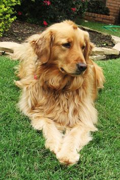 a large brown dog laying on top of a lush green field