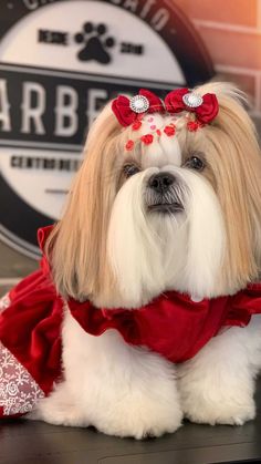 a white and brown dog wearing a red dress