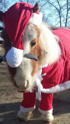 a small horse wearing a santa claus outfit