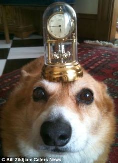 a dog with a clock on its head in the middle of it's head