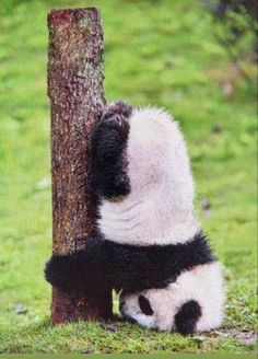 a panda bear leaning against a tree trunk