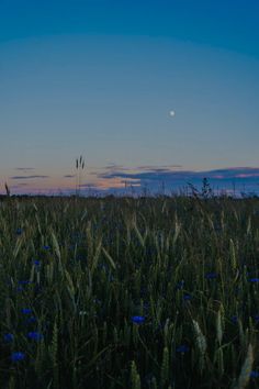 a full moon is seen in the distance over a field of tall grass and blue flowers