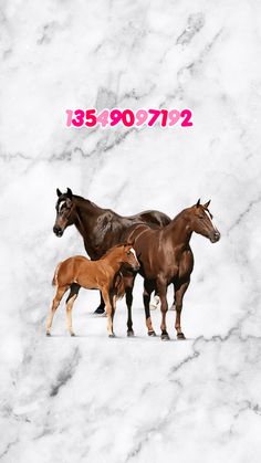 three horses are standing in the snow with pink numbers on their backs and one horse is brown