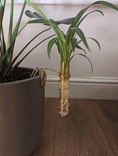 a green plant in a glass vase on a wooden floor next to a potted plant