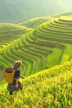 a woman carrying a basket walking through a lush green rice field on top of a hill