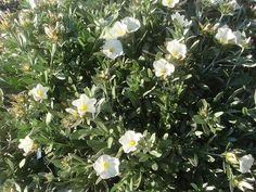 a bush with white flowers in the sun