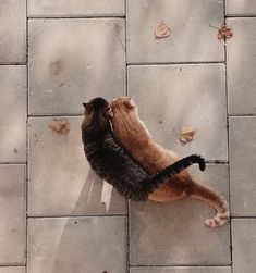 two cats are playing with each other on the tile floor, while one cat is rubbing its head against the wall