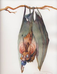 a drawing of a bat hanging upside down