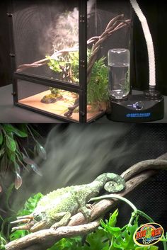 an aquarium with plants and water in it's tank, next to a photo of a lizard