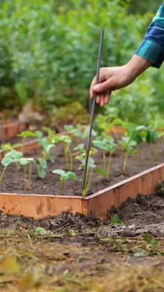 a person is using a garden tool to trim the plants in their raised bed area