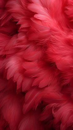 red feathers are shown close up in this image