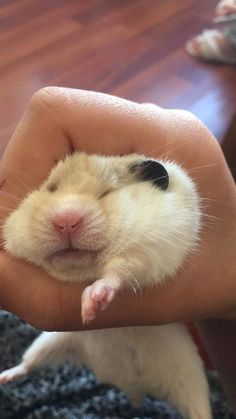 a person holding a small hamster in their hand with its eyes closed and it's head sticking out