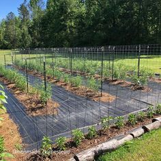 an outdoor garden with many plants growing in the ground and fenced off to the side