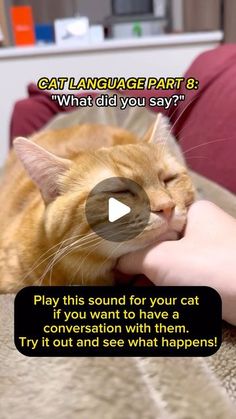 an orange cat laying on top of a couch next to a person's hand