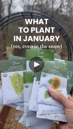 someone holding up some seed packets with the words what to plant in january yes, even in the snow