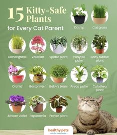 a cat sitting on top of a table next to potted plants and the words kitty - safe plants for every cat parent