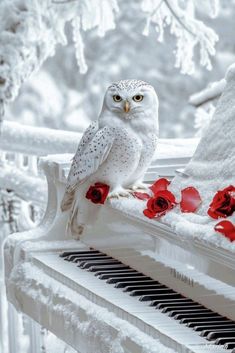 an owl sitting on top of a white piano