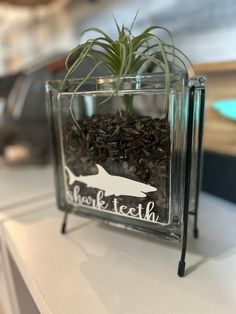 an air plant is in a clear glass container