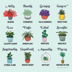 a poster with different types of house plants