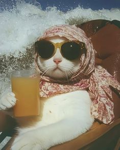 a cat wearing sunglasses and a scarf holding a drink