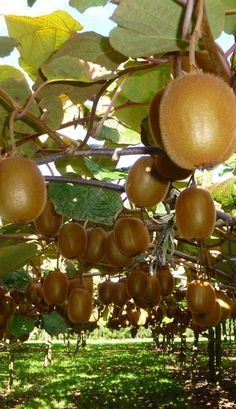 the fruit is hanging from the tree and ready to be picked