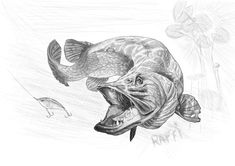 a pencil drawing of a fish with its mouth open and another fish in the background