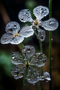 three flowers with water droplets on them