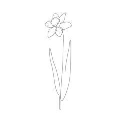 a single line drawing of a daffodil flower