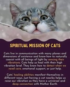 a cat is peeking over the edge of a sign that says,'spiritual mission of cats '