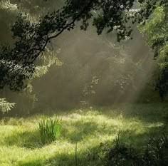 the sun shines through the trees and grass