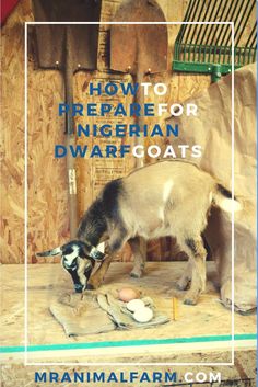 Finally getting some cute goats? Here are 7 supplies you will need to prepare for you new goats. Goat Supplies, Miniature Cattle, Goat Toys, Goat Health, Raising Goats, Dairy Goats