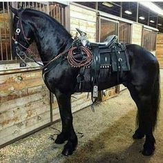 a black horse standing next to a wooden fence in an enclosed area with bars on it's sides